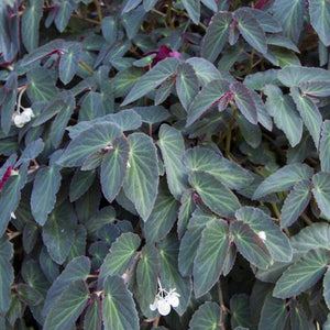 Angel Wing Begonia "Brazilian Lady"