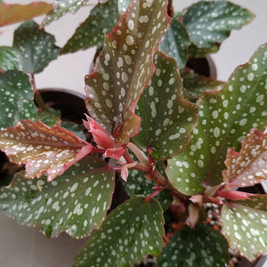 Angel Wing Begonia "Medora"