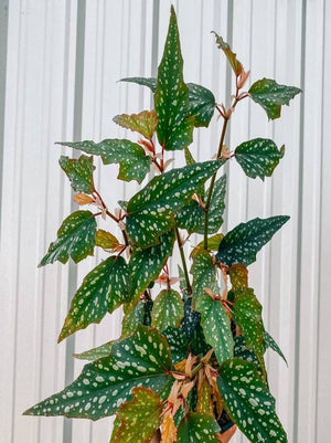 Angel Wing Begonia "Medora"