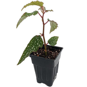 Angel Wing Begonia "Medora"