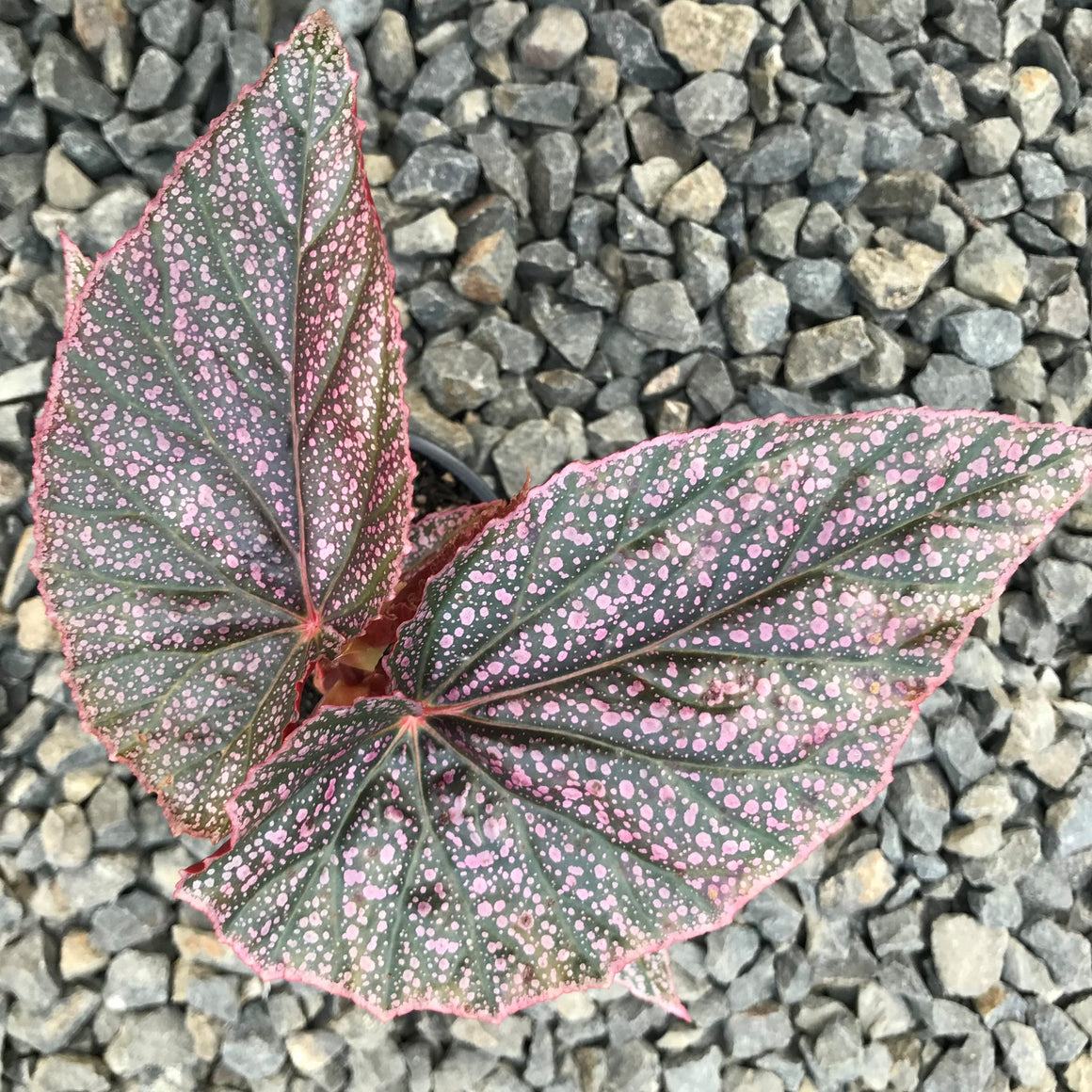 Angel Wing Begonia "Miss Mummy"
