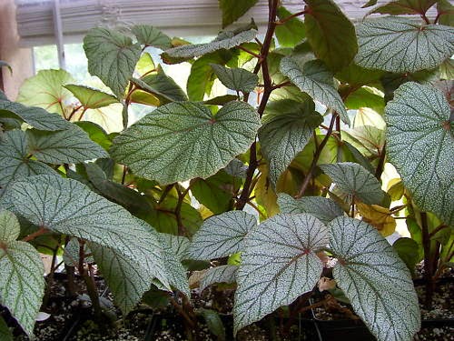 Angel Wing Begonia "Sinbad"