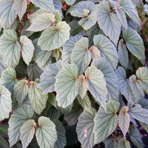 Angel Wing Begonia "Sinbad"