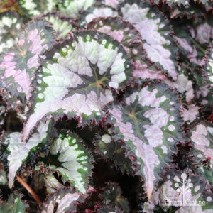 Begonia Rex "Plum Paisley"