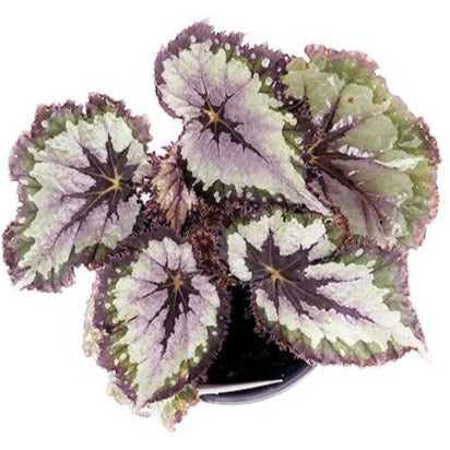 Begonia Rex "Plum Paisley"