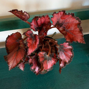 Begonia Rex "Red Robin"