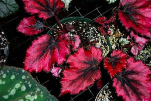 Begonia Rex "Red Robin"