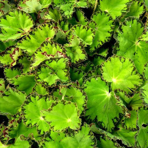 Begonia Rex "River Nile"
