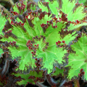 Begonia Rex "River Nile"