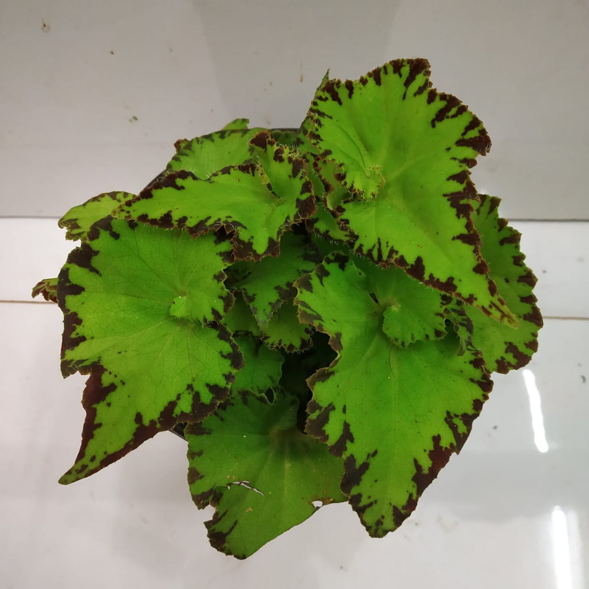 Begonia Rex "River Nile"