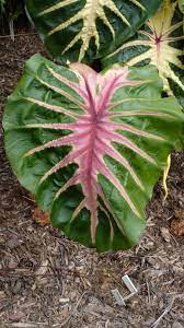 Colocasia Waikiki