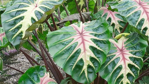 Colocasia Waikiki