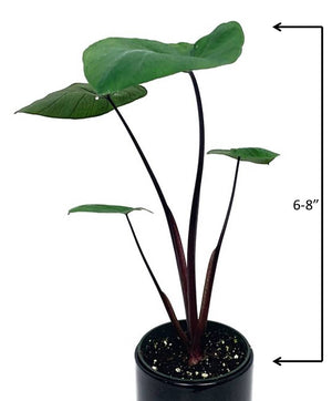 Colocasia Bikini-Tini