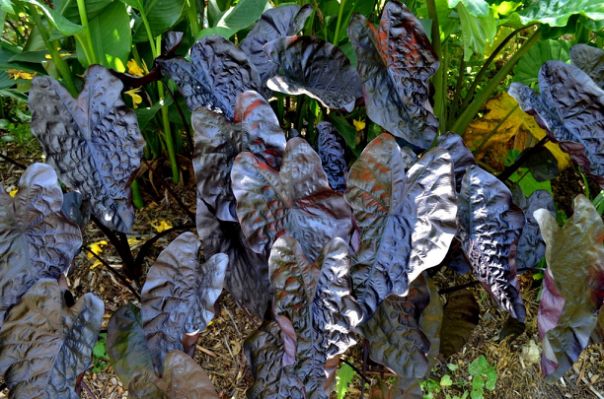 black ripple elephant ear plant Colocasia Black Ripple