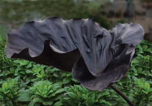 Colocasia Black Goblet
