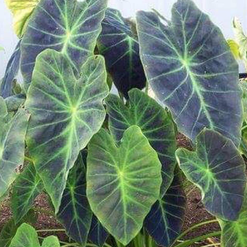 illustris elephant ear plant Colocasia Illustris