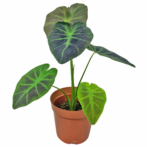 Colocasia Illustris