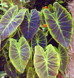 Colocasia Illustris
