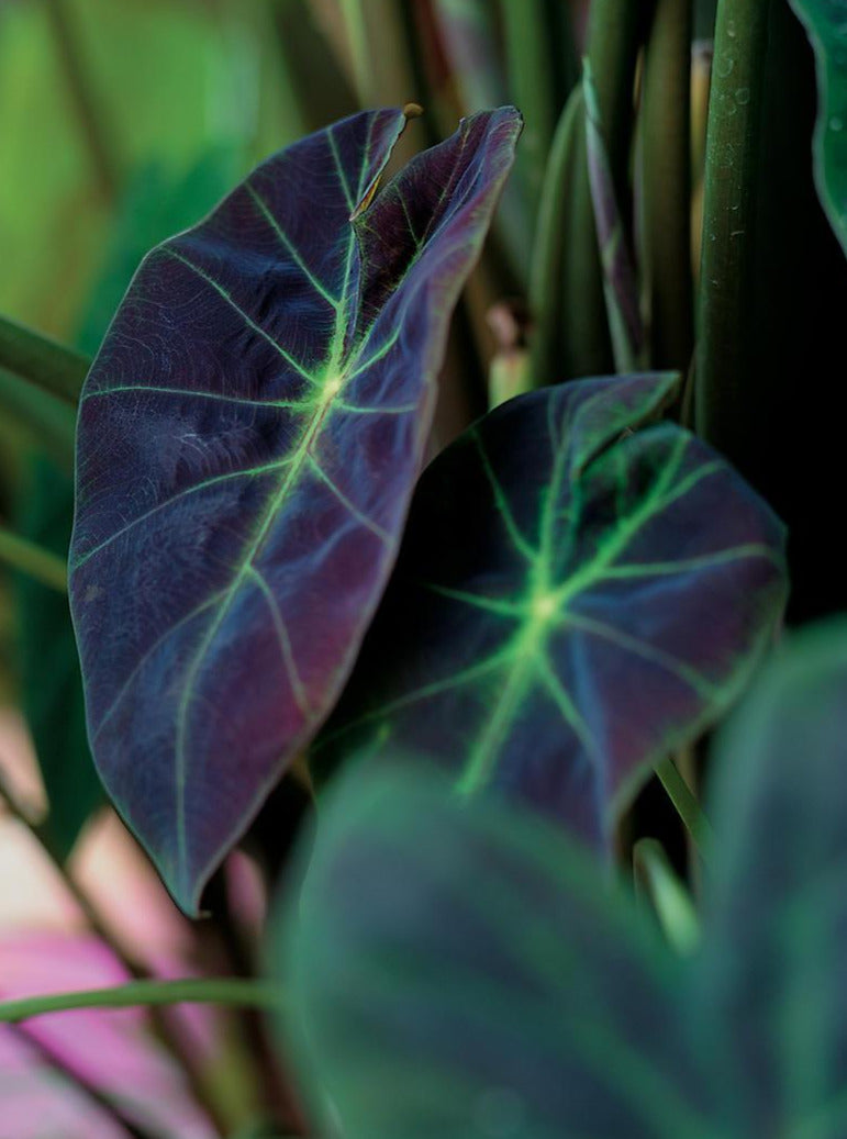 elephant ear plant dark green Colocasia Illustris