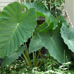 Colocasia Jack's Giant