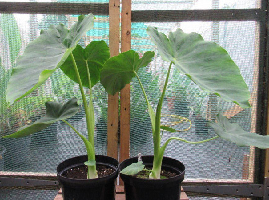 jack's giant elephant ear plant Colocasia Jack's Giant