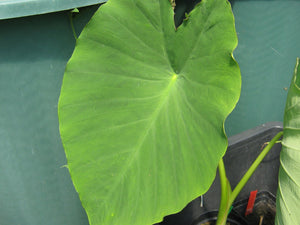 Colocasia Jack's Giant