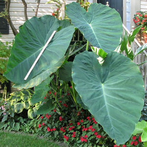 Colocasia Jack's Giant