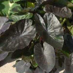 Colocasia Kona Coffee