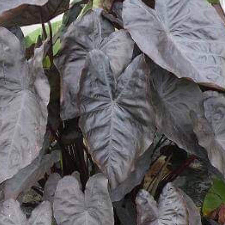 kona coffee elephant ear plant Colocasia Kona Coffee