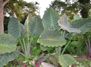 Colocasia Maximum Gigante