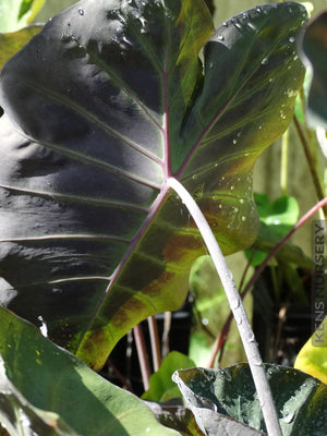 Colocasia Maximum Gigante