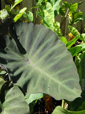Colocasia Maximum Gigante