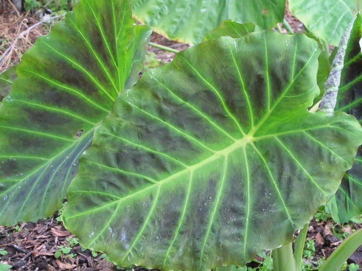 black ripple elephant ear plant Colocasia Black Ripple