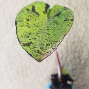 Colocasia Mojito