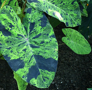 Colocasia Mojito