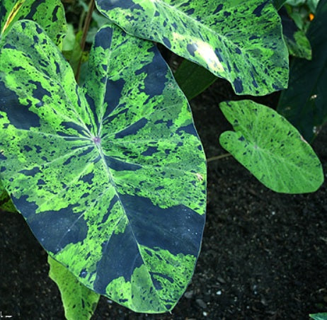 electric blue gecko elephant ear plant Colocasia Electric Blue Gecko