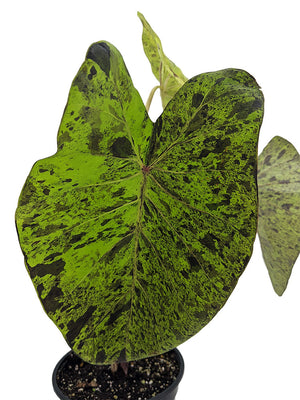 Colocasia Mojito