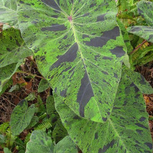 Colocasia Mojito
