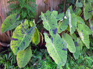 Colocasia Mojito