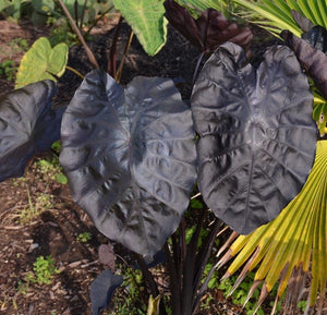 Colocasia Painted Black
