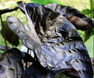 Colocasia Painted Black