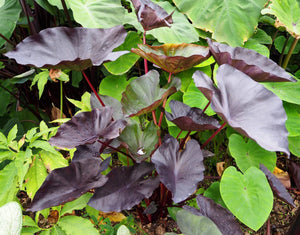 Colocasia Tea Party