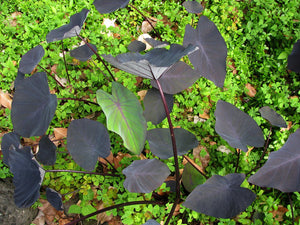 Colocasia Black Magic