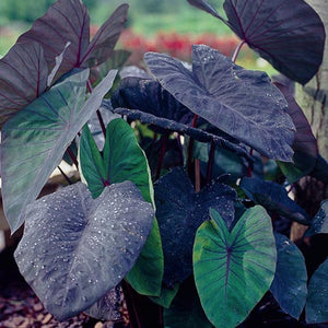 Colocasia Black Magic