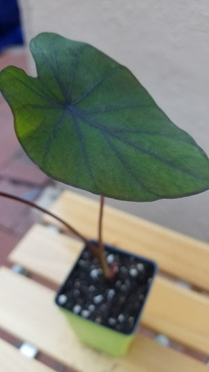 Colocasia Black Magic