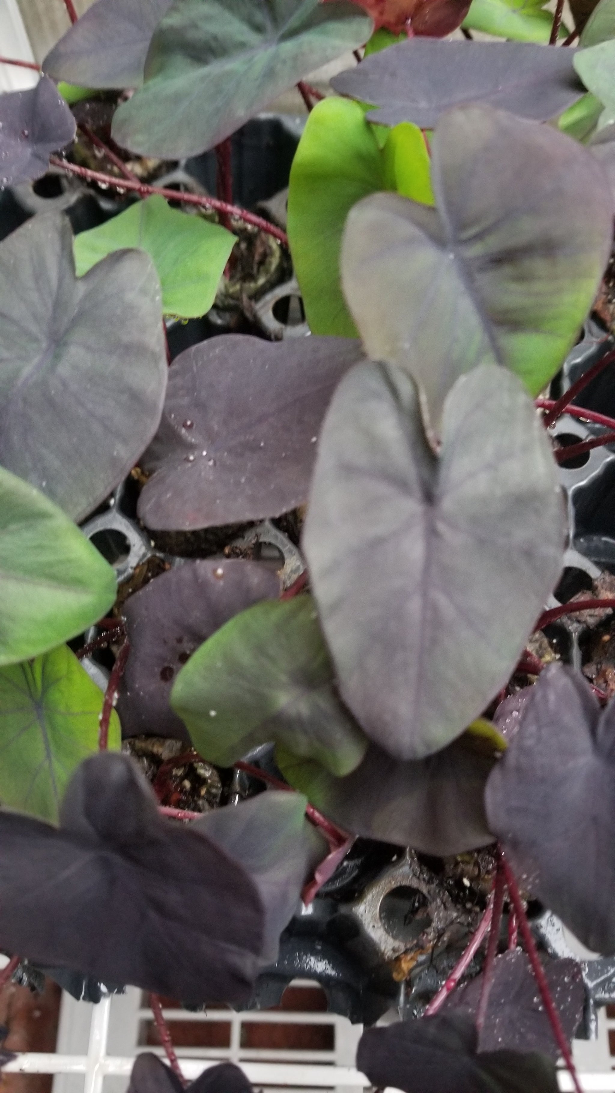 black ripple elephant ear plant Colocasia Black Ripple