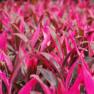 Cordyline Terminalis Ruby
