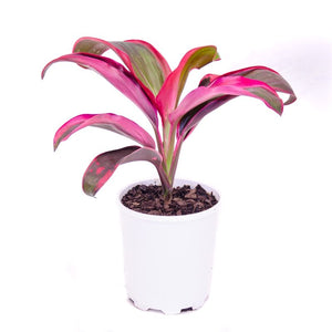 Cordyline Terminalis Ruby