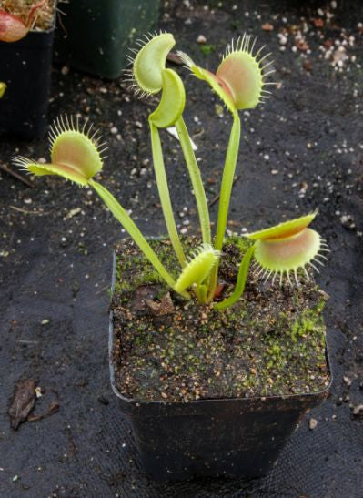 Venus FlyTrap "King Henry"