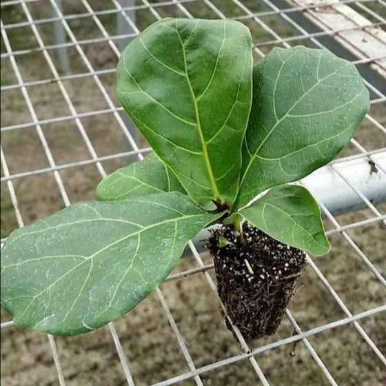 Ficus Lyrata "Fiddle Fig Tree"